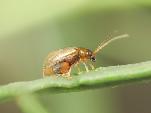 Longitarsus codinai