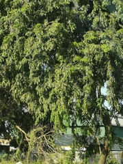 Pterocarpus indicus