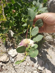 Capparis orientalis