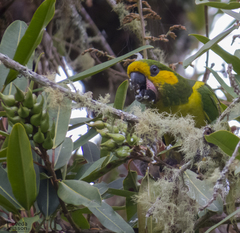 Yellow-Eared Parrot photo 1