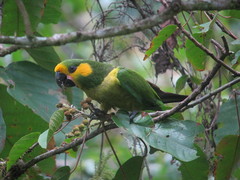 Yellow-Eared Parrot photo 2