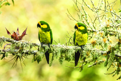 Yellow-Eared Parrot photo 3