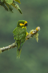 Yellow-Eared Parrot photo 4
