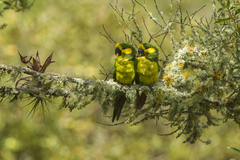 Yellow-Eared Parrot photo 5