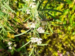 Psoralea oligophylla