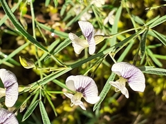Psoralea oligophylla