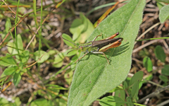 Stenobothrus rubicundulus