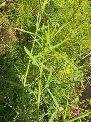 Psoralea oligophylla