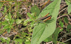 Stenobothrus rubicundulus