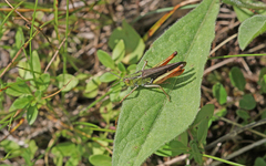 Stenobothrus rubicundulus