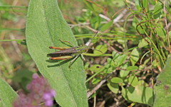 Stenobothrus rubicundulus