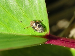 Bathyllus albicinctus
