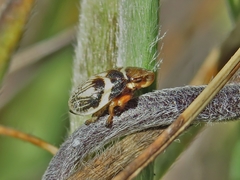Bathyllus albicinctus