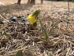 Hermannia lancifolia