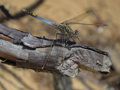 Orthetrum caledonicum