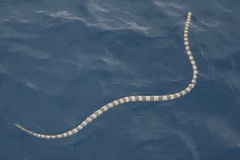 Hydrophis elegans