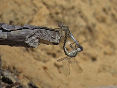 Orthetrum caledonicum
