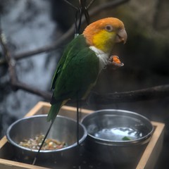 White-Bellied Parrot photo 5
