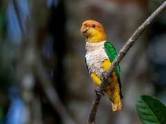 White-Bellied Parrot photo 3