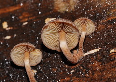 Hypholoma brunneum