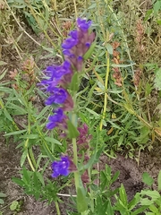 Hyssopus officinalis