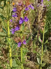 Hyssopus officinalis