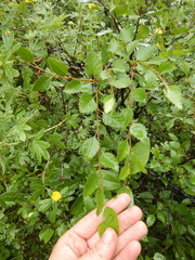 Betula fruticosa