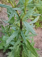 Hyssopus officinalis