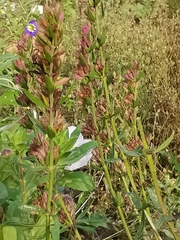 Hyssopus officinalis