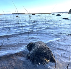 Fontinalis dichelymoides