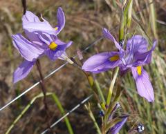 Moraea polystachya