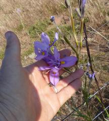 Moraea polystachya