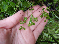 Thalictrum alpinum