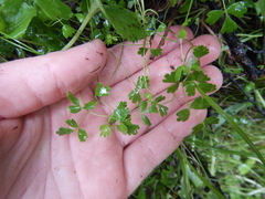 Thalictrum alpinum