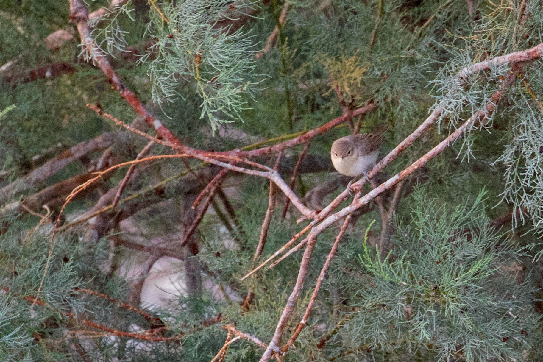 Booted Warbler