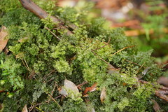 Hymenophyllum australe