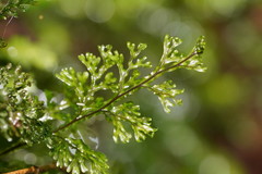 Hymenophyllum australe