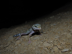Eublepharis angramainyu