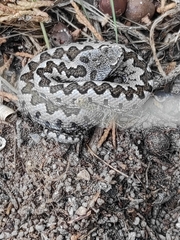 Vipera latastei