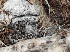 Vipera latastei