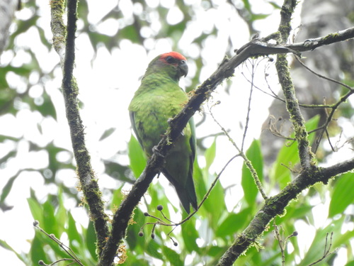 Pileated Parrot