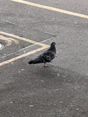 Columba livia domestica