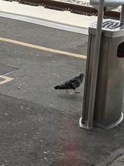 Columba livia domestica