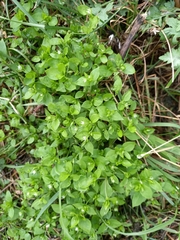 Stellaria media
