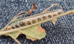 Monostegia abdominalis