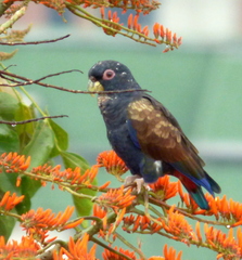 Bronze-Winged Parrot photo 4