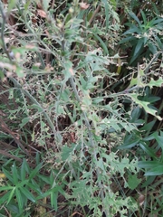 Monostegia abdominalis