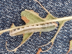 Monostegia abdominalis