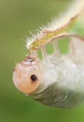 Monostegia abdominalis