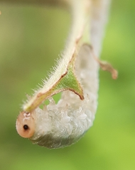 Monostegia abdominalis